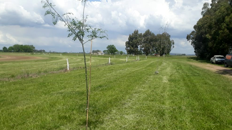 Arbol07112 BAC