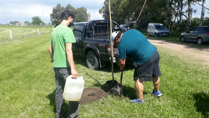 Arbol07113 BAC